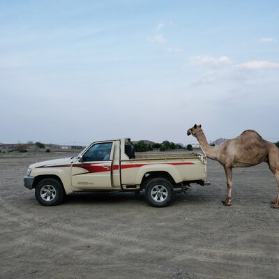 Ein Omani führt sein Kamel aus. Ein Omani geht nie zu Fuß!